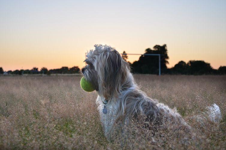 James Turner Photography - Dog Photography