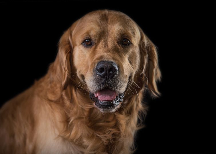 James Turner Photography - Dog Photography