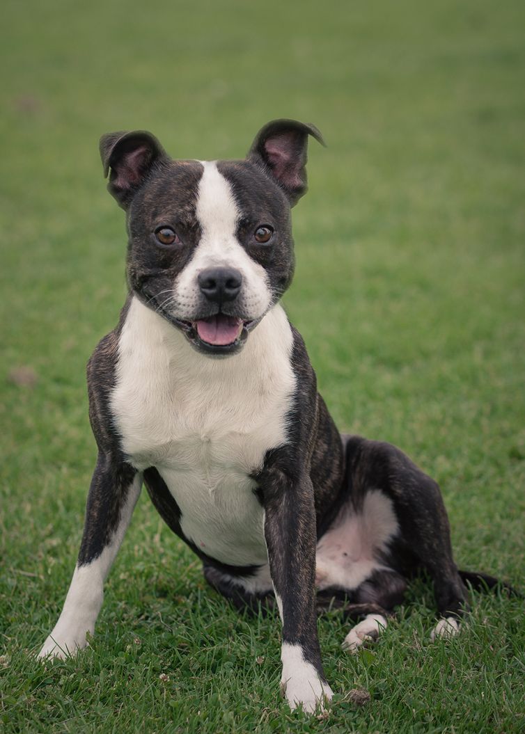Professional Pet Photographer - Photography
