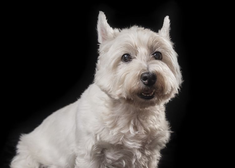 James Turner Photography - Dog Photography