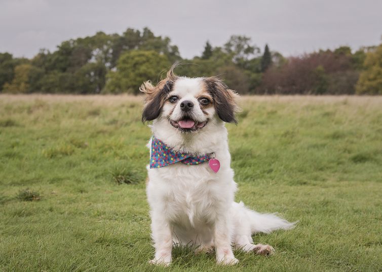 James Turner Photography - Dog Photography