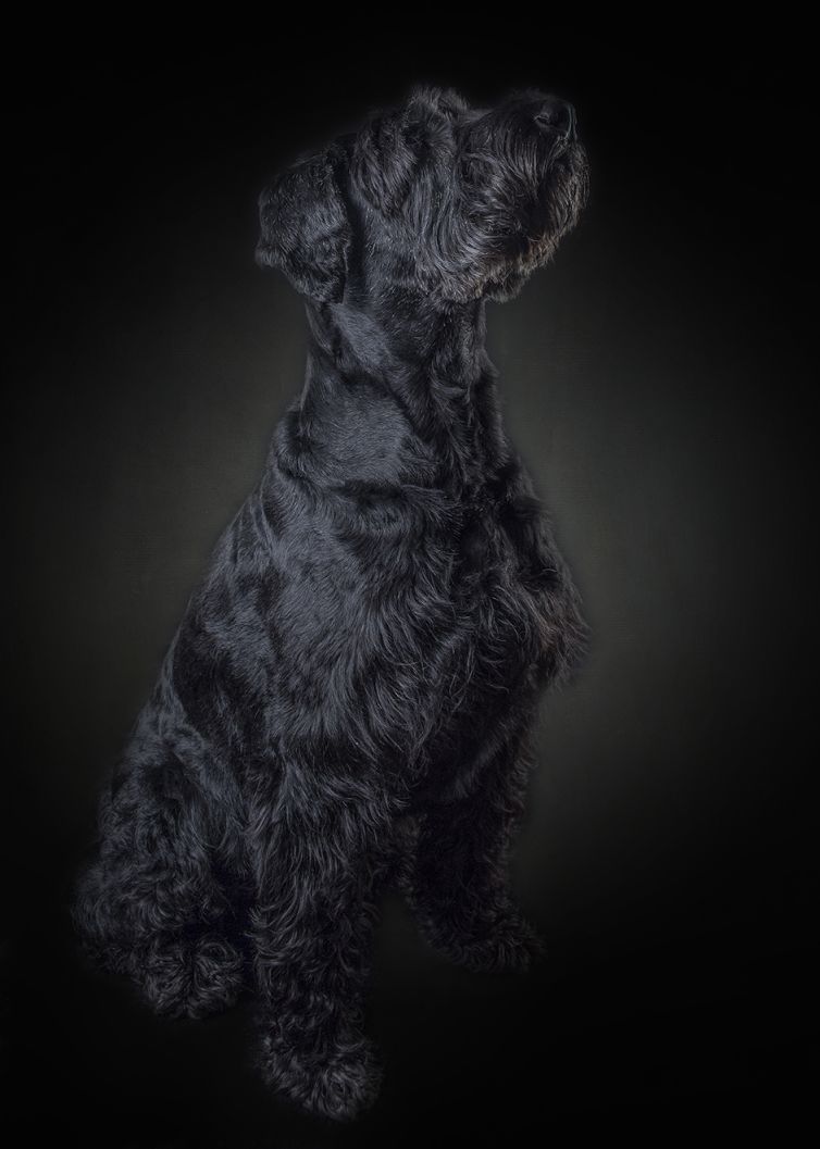 Professional Pet Photographer - Photography