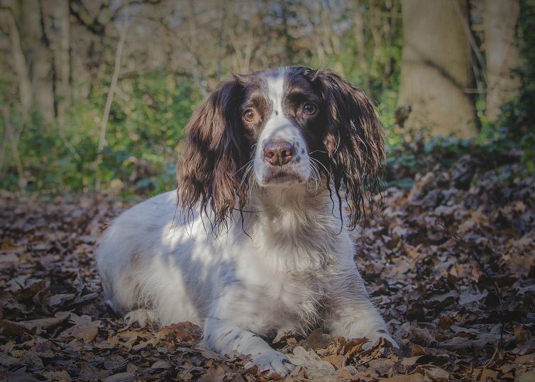Professional Pet Photographer - Photography
