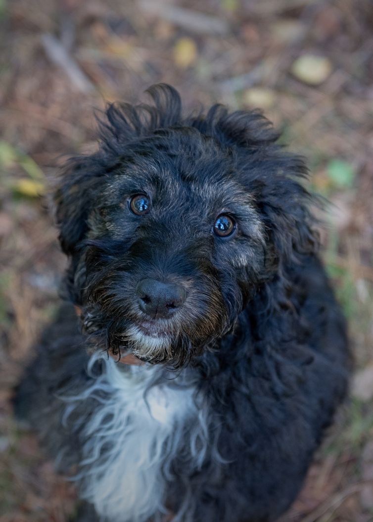 Professional Pet Photographer - Photography