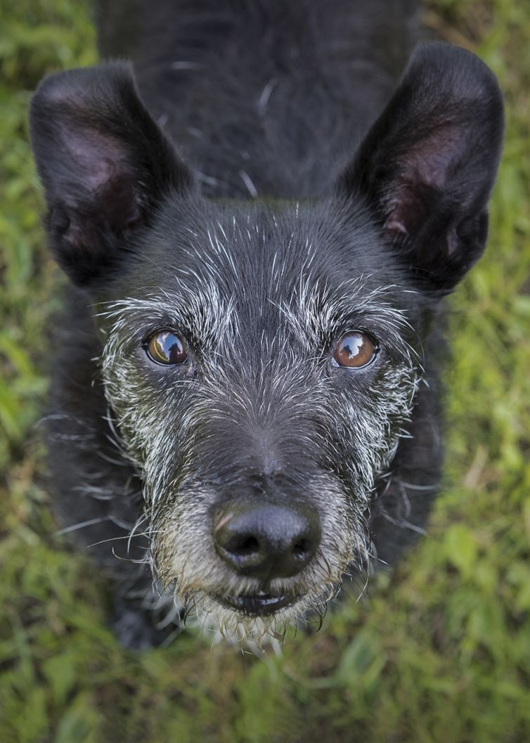 Professional Pet Photographer - Photography